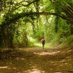 Archi di rami nella valle